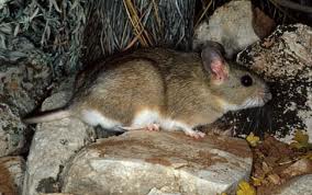 White-throated Woodrat